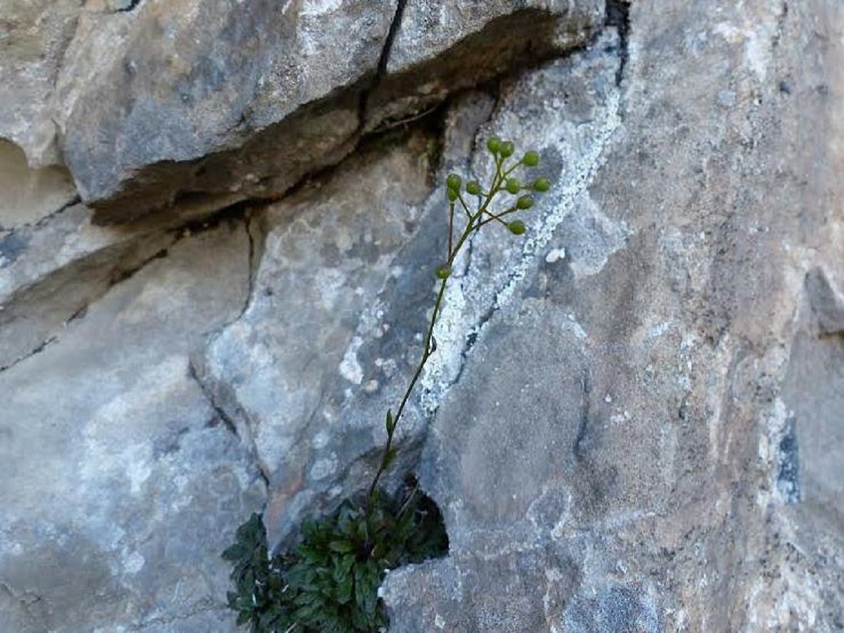 Kernera saxatilis (Brassicaceae)